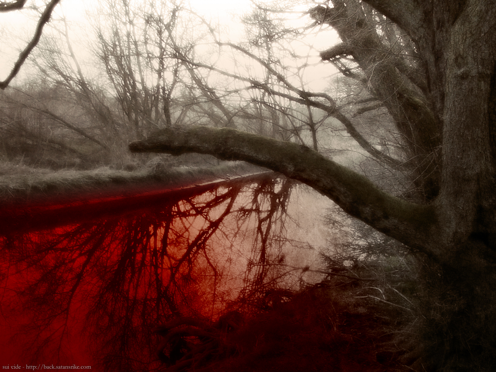 http://images2.layoutsparks.com/1/26876/suicide-trees-blood-water.jpg