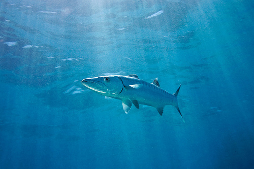 Great Barracuda