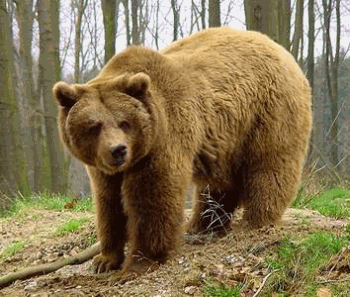 European Brown Bear (Ursos Arctos Arctos)