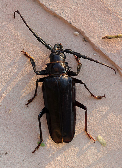 Asian Long-Horned Beetle?