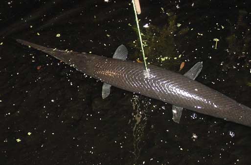 Giant Gar, speared with a Giant Atlatl