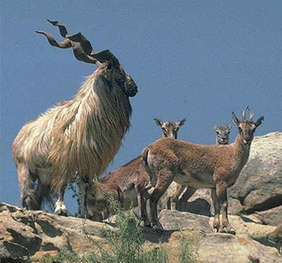 Markhor