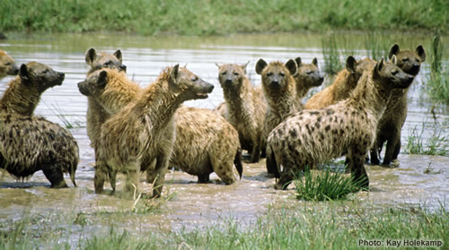 Hyenas encourage sex with strangers ...