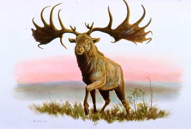 Irish Elk