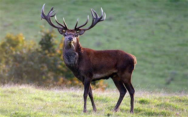 Source: http://www.telegraph.co.uk/earth/earthnews/8946266/Giant-stag-to-become-the-new-Emperor.html