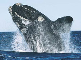 North Atlantic Right Whale