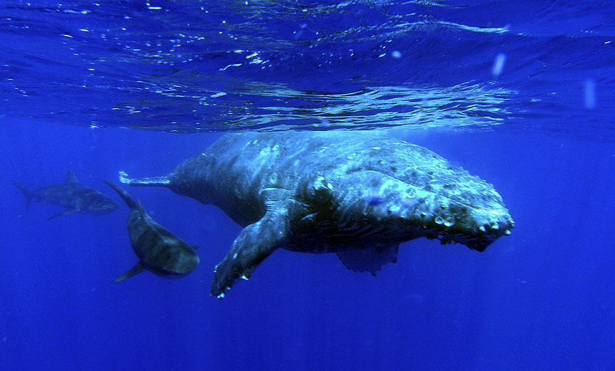 Hawaiian Islands Humpback Whale National Marine Sanctuary