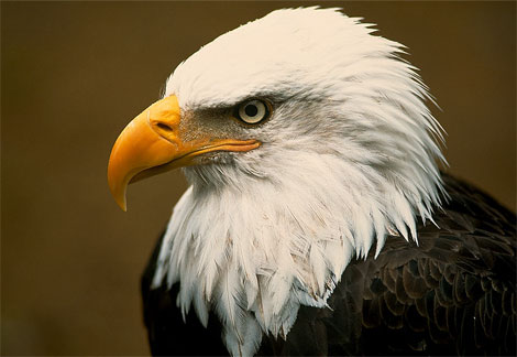 Source: http://cultuscottages.com/news/events-fraser-valley-bald-eagle-festival