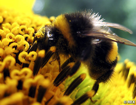 http://www.dailymail.co.uk/sciencetech/article-473897/A-bees-eye-view-How-insects-flowers-differently-us.html