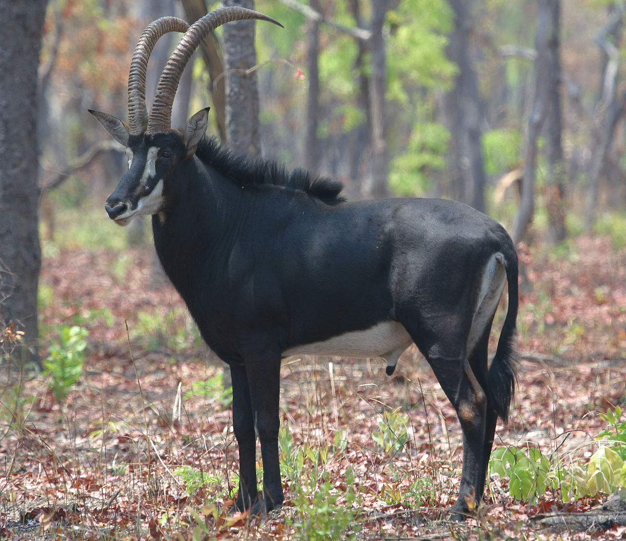 Sable antelope