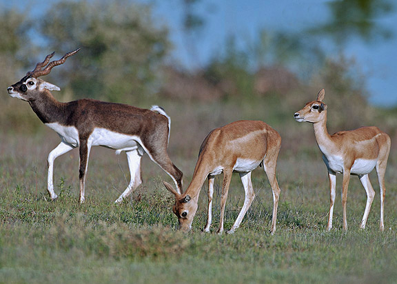 Blackbuck antelope