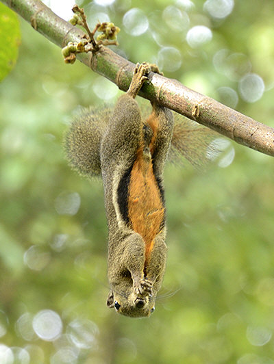 http://www.ecologyasia.com/images-pqr/plantain-squirrel_1332.jpg