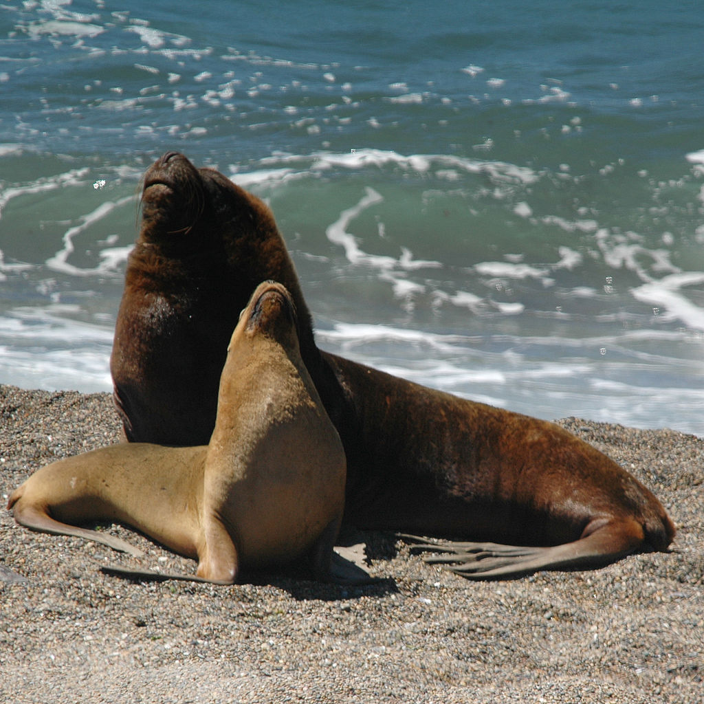 South American sea lions