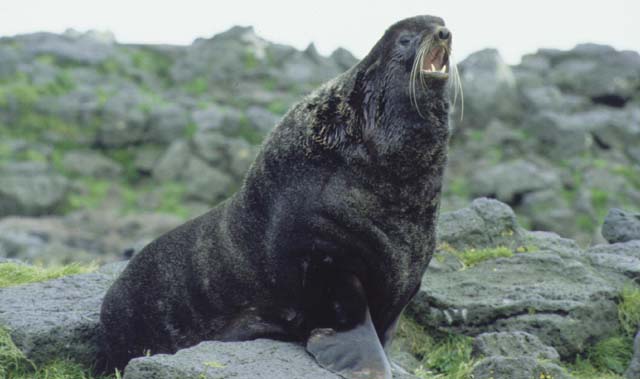 Northern fur seal