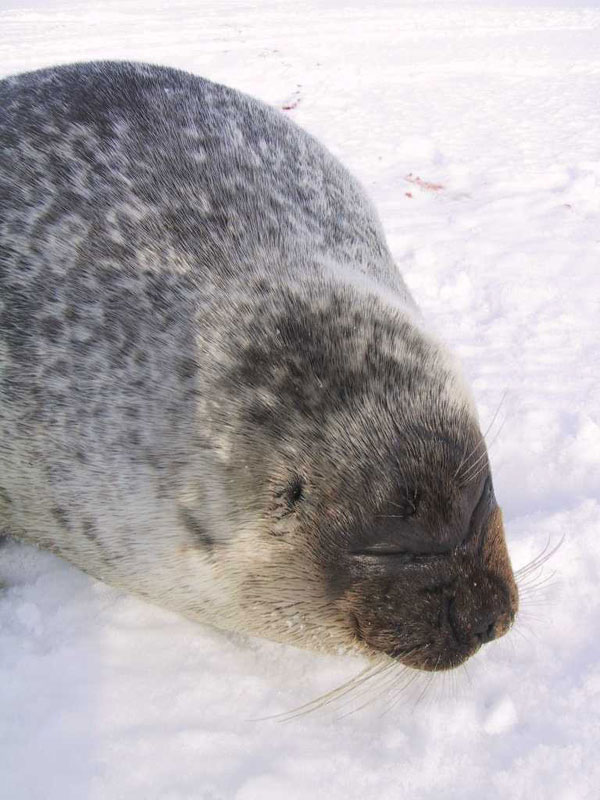 Ringed seal