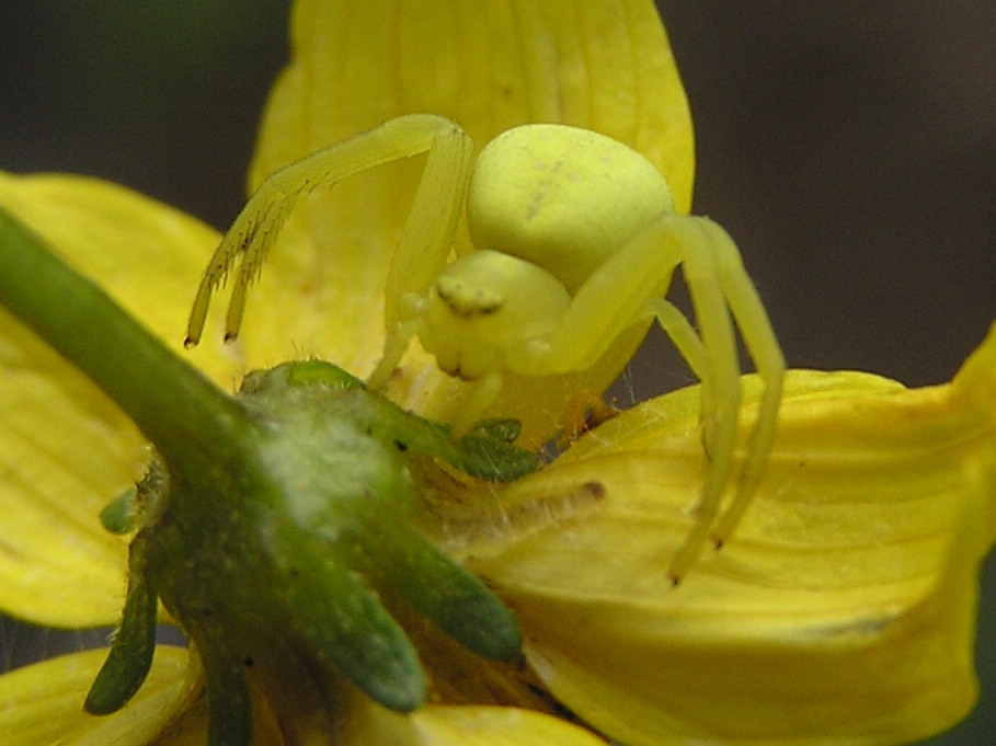 Goldenrod Crab Spider (Misumena Vatia) (http://dereila.ca)