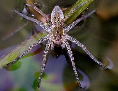 Dolomedes Triton (hartmanprehistoricgarden.com)