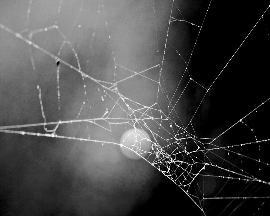 http://images.fineartamerica.com/images-medium-large/cobweb-at-night-melissa-smith.jpg