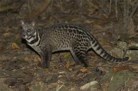 http://2.bp.blogspot.com/_Ez-VWIUmnbw/THfBeiUCwiI/AAAAAAAAE-s/0KIvvGalLBM/s1600/malay-civet.jpg