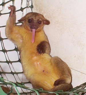 http://educ.csmv.qc.ca/mgrparent/vieanimale/mam/kinkajou/kamakinkajou.jpg