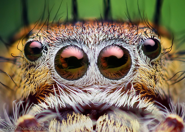 http://images.huffingtonpost.com/2010-12-22-SpiderEyes.jpg